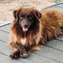 Prissy - Red & white female Australian Shepherd puppy in Ranger, Texas from Outback Mini Aussies
