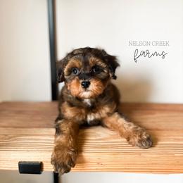 Emerald - Black & tan male Maltipoo puppy in Huntsville, Texas from Nelson Creek Farms