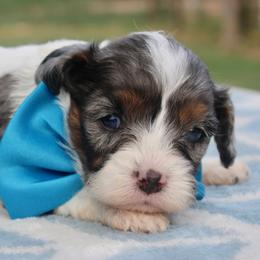 Aussiedoodle, Cavalier King Charles Spaniel, Cavapoo, and Labradoodle Puppies from McDoodles of Texas LLC