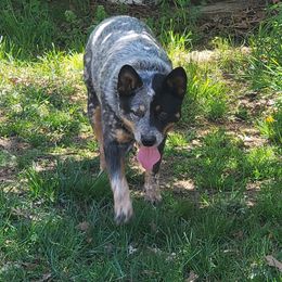 Phaisyle - Australian Cattle Dog