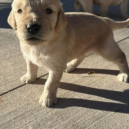 Goldendoodles from Beemba Goldens