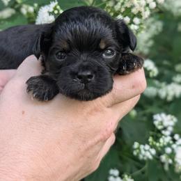 Slater - Black male Shihpoo puppy in Coshocton, Ohio from Forever Family Puppies