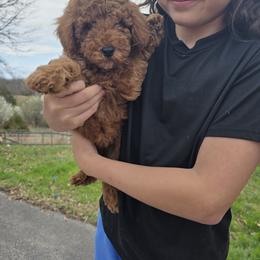 Bernedoodle, Goldendoodle, and Poodle Puppies from 4goldendoodles