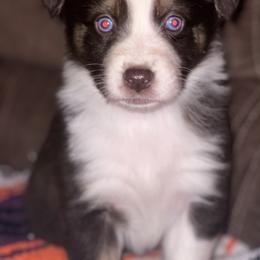 Cocoa - Australian Shepherd puppy from Wagon Wheel Aussies and Corgi’s