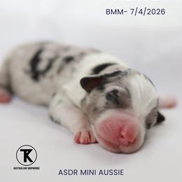 Hayes - Black Tri Female - Black tri male Miniature Australian Shepherd puppy in Nacogdoches, Texas from TK Standard, Mini, & Toy Aussies