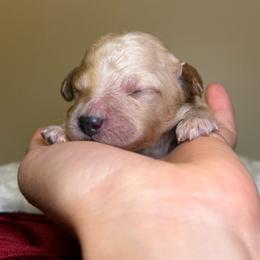 Milo - Apricot male Goldendoodle puppy in Woodburn, Indiana from Lengachers Cuddly Doods