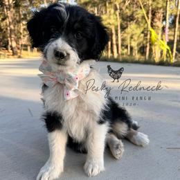 Aspen - Black and white female Aussiedoodle puppy in Colorado Springs, Colorado from Pesky Redneck Mini Ranch