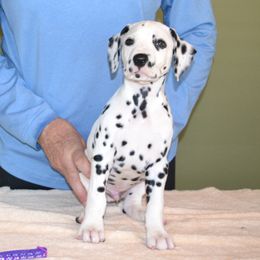 Boy 1 - White and black male Dalmatian puppy in Maryville, Tennessee from Coachside Dalmatians