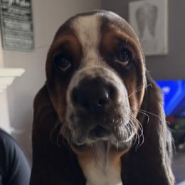 Basset Hounds from Seymour Hounds