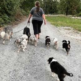 Old Time Scotch Collie Puppies from Hidden Orchard Farm