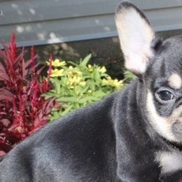 French Bulldogs from Royal Kingdom Bulldogs