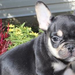 French Bulldogs from Royal Kingdom Bulldogs