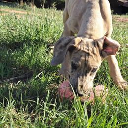 Pandora - Merle female Great Dane puppy in Cunningham, Kansas from Garden Grove Great Danes