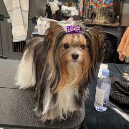 Biewer Terrier All Grown Up from Pure Delight’s