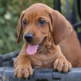 Redbone Coonhounds from Morris’s redbones