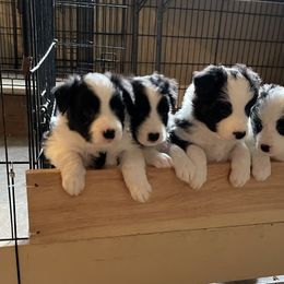Border Collie puppies from Heronwood Border Collies