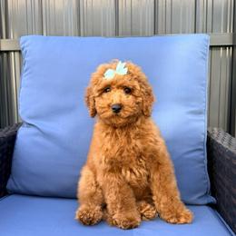 Tiramisu - Red  female Goldendoodle puppy in Miami, Florida from Haus of Pawz