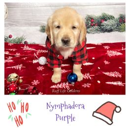 Golden Retriever Puppies from Ruff Life Goldens