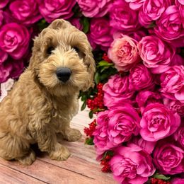 Boy 1 Purple - Goldendoodle puppy from ADreamcatchers Doodles