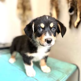 Crest - male American Corgi puppy in Bayard, Nebraska from Puppies by Alies