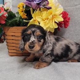 Rascal - Dapple male Dachshund puppy in Salinas, California from Maverick Kennels