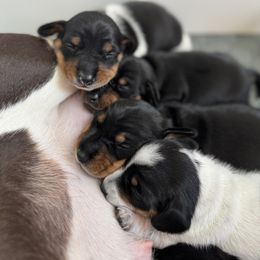 Dachshund Puppies from Sweet As Pie Doxies