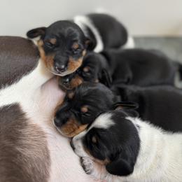 Dachshund Puppies from Sweet As Pie Doxies