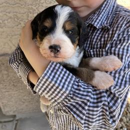 France (Franky) - Tri-color female Bernedoodle puppy in Surprise, Arizona from Huckleberry Doodles
