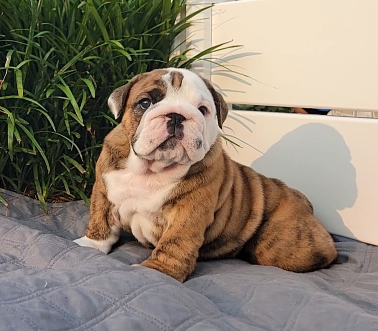 Bulldog Puppies from SureFire Bulldogs