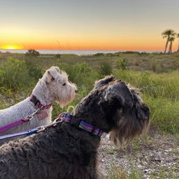 Miniature Schnauzer Puppies from Beau's Beauties