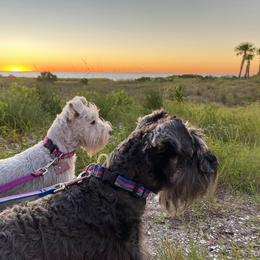 Miniature Schnauzer Puppies from Beau's Beauties