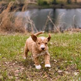 Houston - Apricot male Goldendoodle puppy in Pittsburg, Texas from Grace Springs Goldendoodles