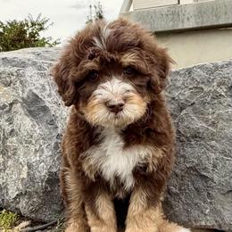 Blue Collar Boy - Brown male Bernedoodle puppy in Ogden, Utah from Salty Point Doodles