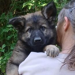 Jasper - Sable male German Shepherd puppy in Hawthorne, Florida from Lace's High Flying German Shepherds And Golden Retrievers