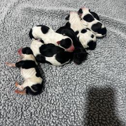 Female 2 - Black and white female Portuguese Water Dog puppy in Liberty Lake, Washington from Lakehouse Porties