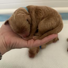 Boy 3 - male Goldendoodle puppy in Yukon, Oklahoma from Silver Barn Doodles