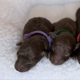 Blue collar - Silver-beige  male Poodle puppy in Franklin Park, Illinois from Windy City Majestic Toy Poodles