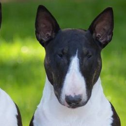 Bull Terriers from Second to None Bull Terriers