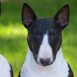 Bull Terriers from Second to None Bull Terriers