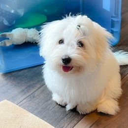 Coton de Tulear Puppies from Legacy Cotons