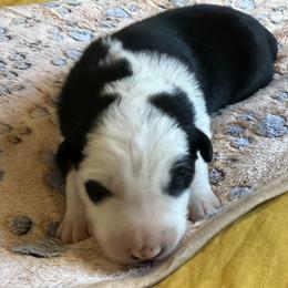 Ziggy - Black and white male Border Collie puppy in Salem, Indiana from Hidden Creek