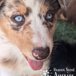 Nala - Australian Shepherd puppy from Heaven Scent Aussies