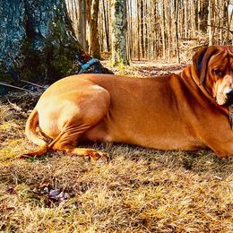 Rhodesian Ridgebacks from Copper Ridge Rhodesians