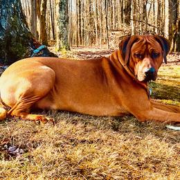 Rhodesian Ridgebacks from Copper Ridge Rhodesians