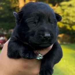 Destroya - Bi-color female German Shepherd puppy in Salem, Ohio from von den Kilöff Working German Shepherds