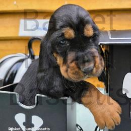 Chamberlain - Black brown and white male Basset Hound puppy in Big Rapids, Michigan from Basket Hound Bassets