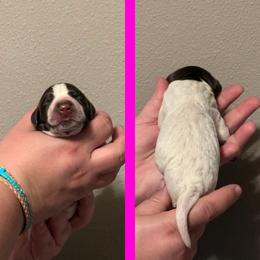 Pita (pink) - Liver roan female German Shorthaired Pointer puppy in Marshfield, Missouri from Suma Kennels