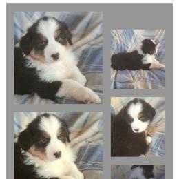 TAYLOR - Black tri-color male Australian Shepherd puppy in Elk Creek, Missouri from Hearts on Fire Australian Shepherds