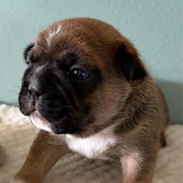Elliott - Fawn male French Bulldog puppy in Jacksonville, North Carolina from Southern Comfort French Bulldogs