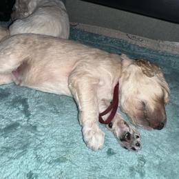 Obi-Wan - Cream male Poodle puppy in Prosperity, Pennsylvania from Stelladoodles & Company